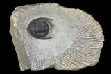 Diademaproetus Trilobite - Foum Zguid, Morocco #85957-1